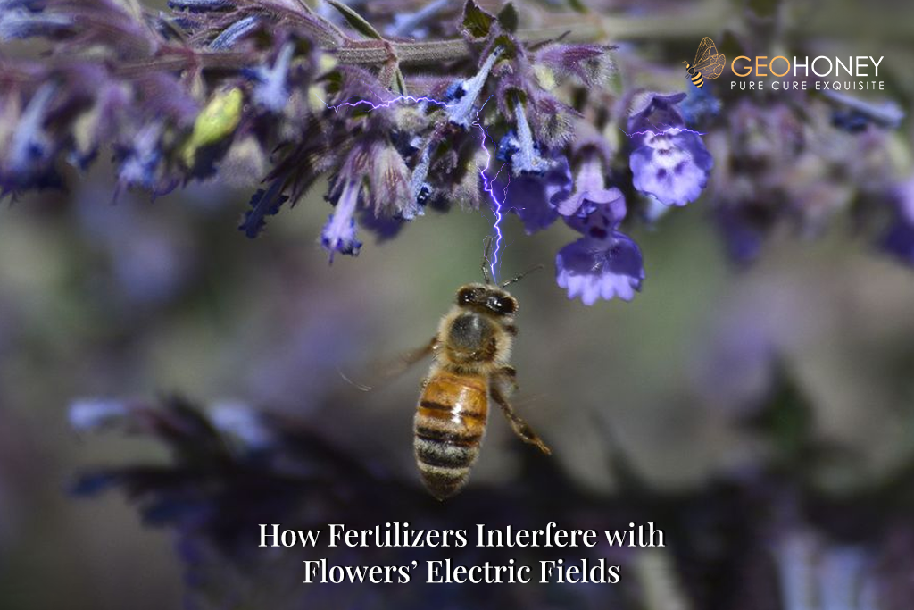 How Fertilizers Interfere with Flowers’ Electric Fields